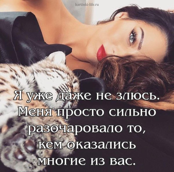 Кот прости