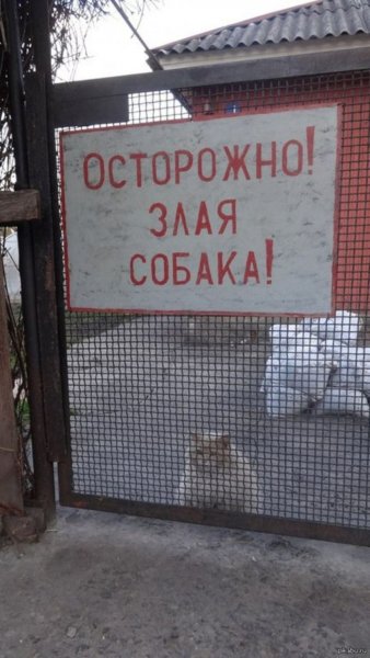 Очень очень очень очень очень злая собака