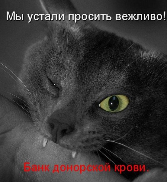 Злорадный кот