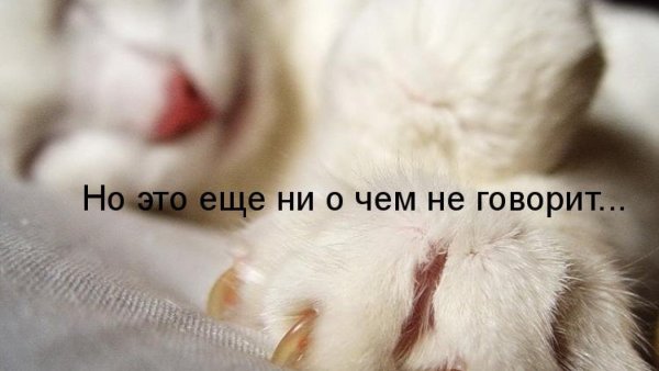 Шутки про белую и пушистую