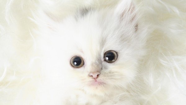 Белый котенок