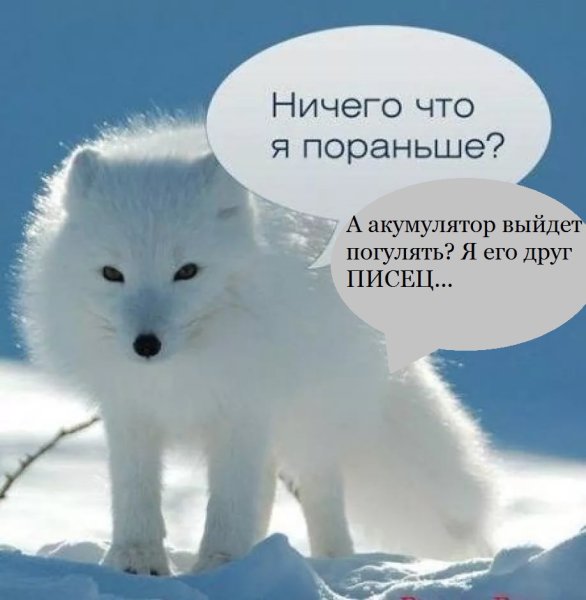 Песец пришел