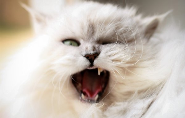 Кошка белая