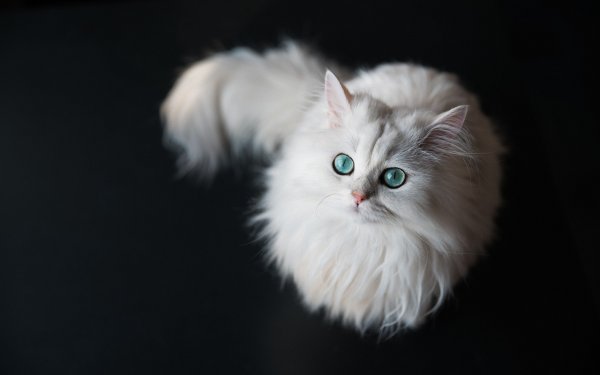 Шиншилла кошка