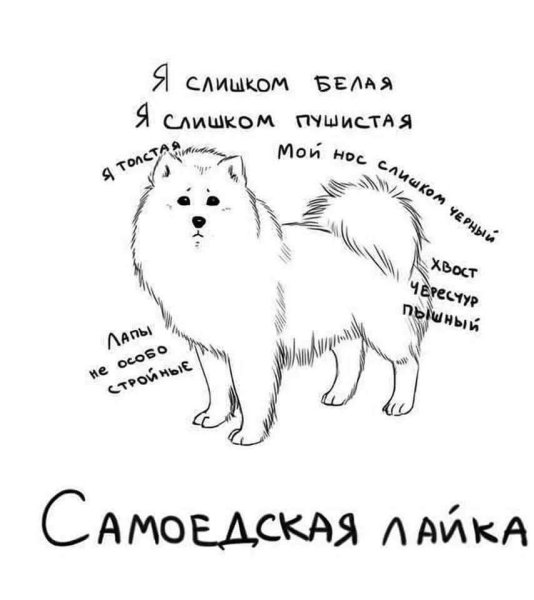 Самоед собака рост и вес