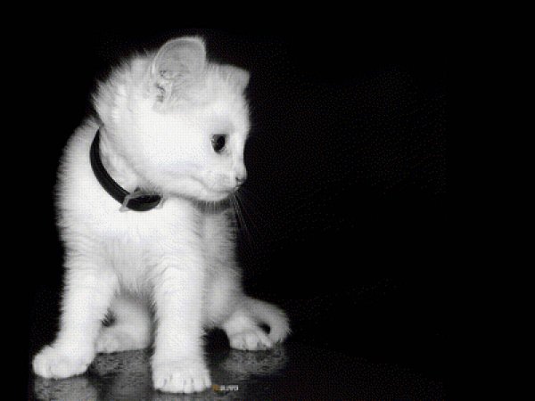 Жизнь белого котенка