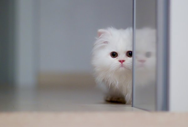Белый пушистый котенок