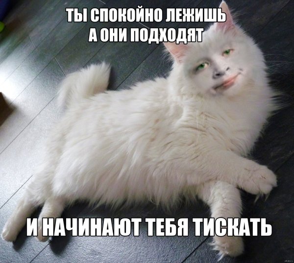 Мемы с котами и надписями