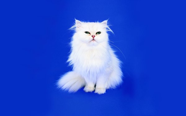 Котик на синем фоне
