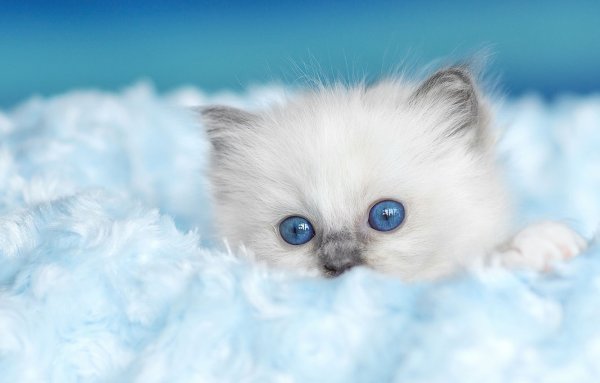 Белый котёнок с голубыми глазами