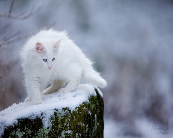 Сибирская кошка белая