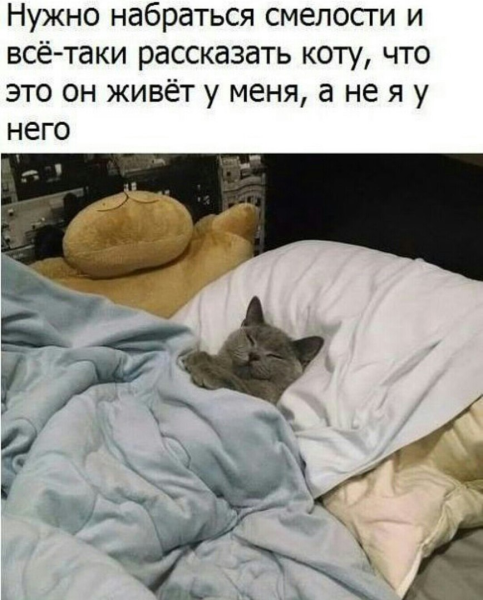Плачущий кот на подушке