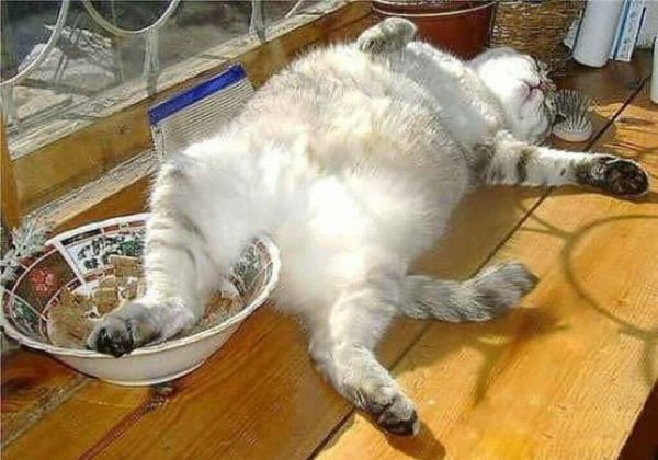 Объевшийся котенок