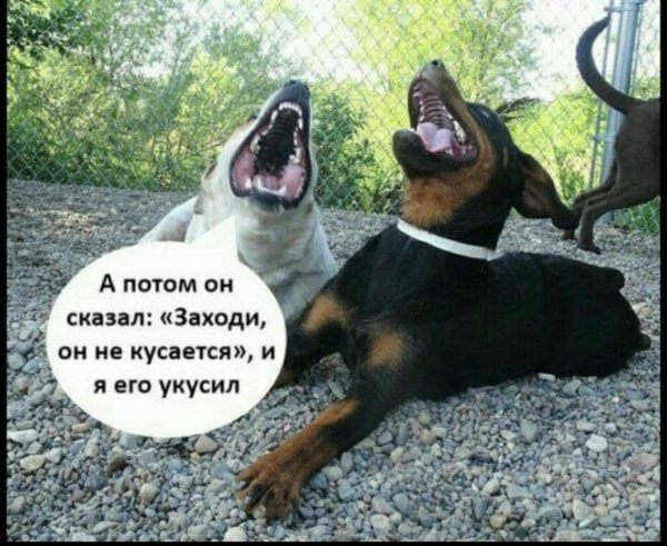 Кошачий тыгыдык