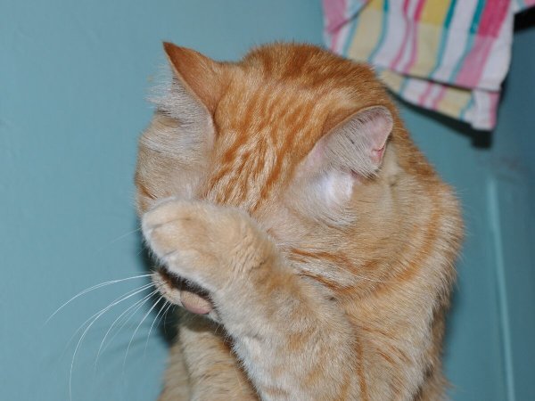 Коту стыдно