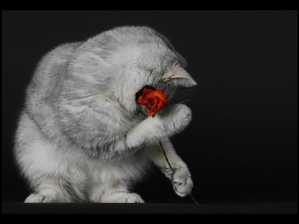 Котик стесняшка