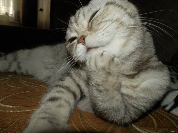 Стеснительный котик