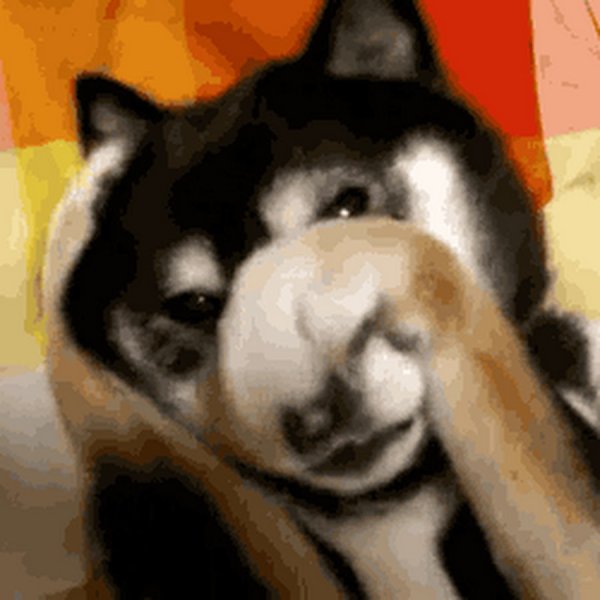 Собаке стыдно gif