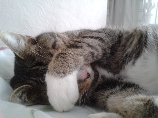 Смущенный котик