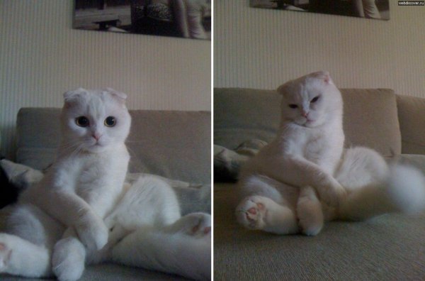 Ой ну перестань кот