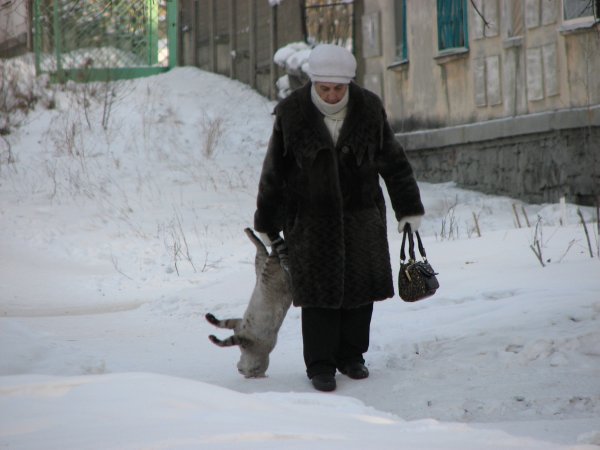 Пойдем домой Барсик на улице прохладно