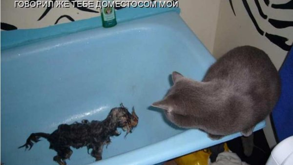 Смешные котики с надписями в ванной