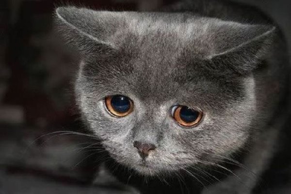 Грустный кот