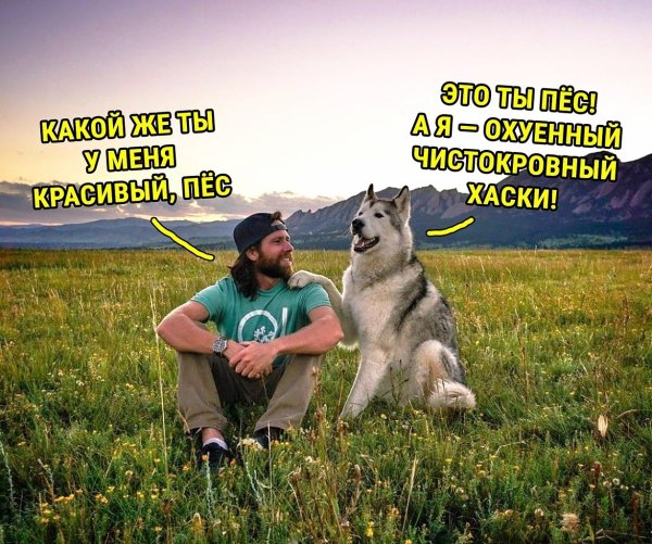 Сам ты пес