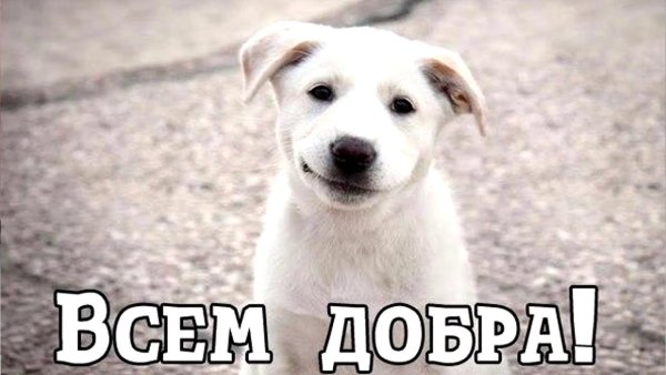 Спасение одной собаки не изменит мир но мир