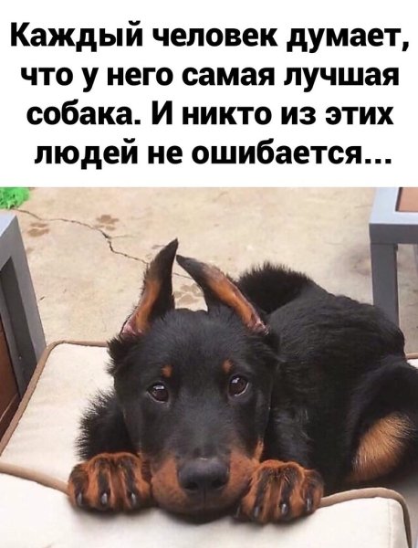 Каждый человек думает что у него самая лучшая собака