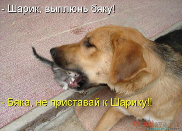 Надпись собака