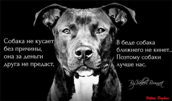Цитаты про собак