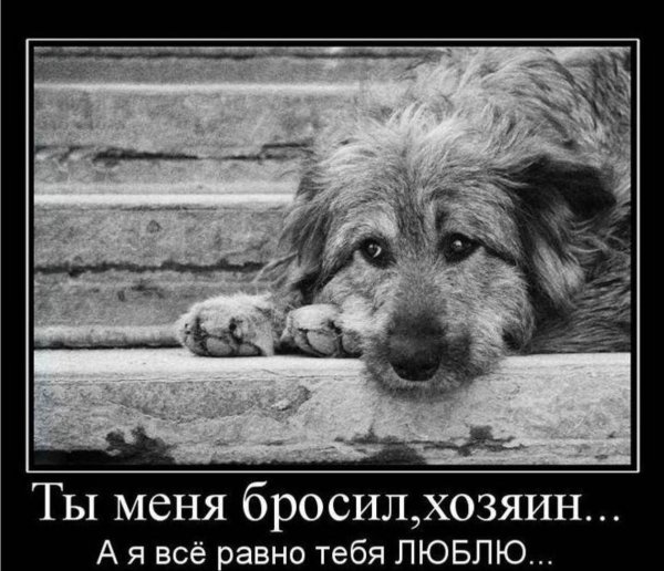 Собаки приколы с надписями