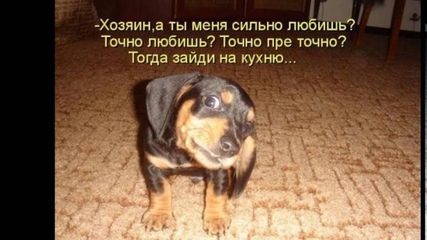 Цитаты про собак