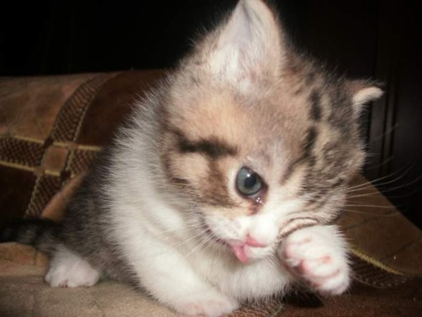 Маленький котенок плачет