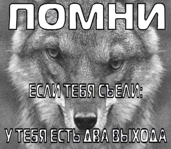 Цитаты волка