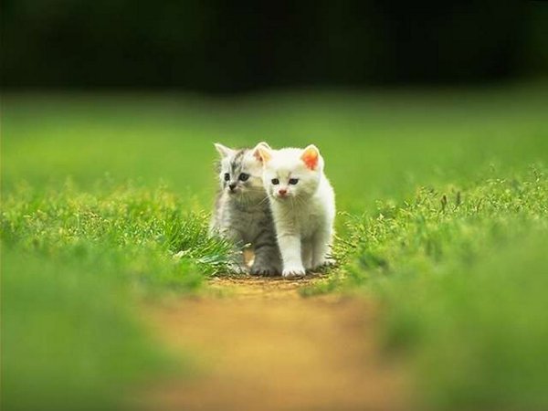 Котенок на прогулке