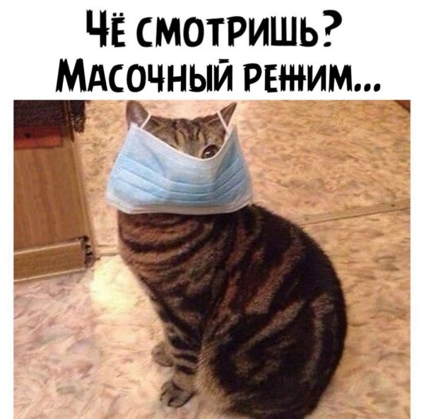 Приколы с котами до слез