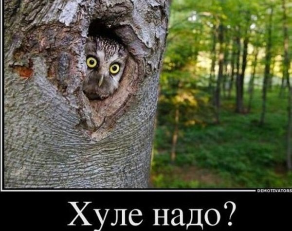 Удивление демотиватор
