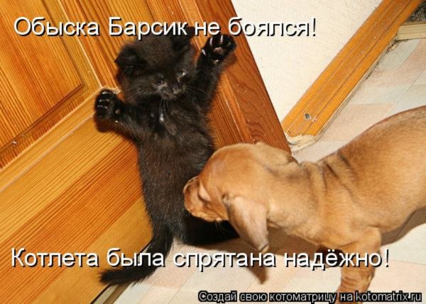 Мемы с надписями про котов и собак