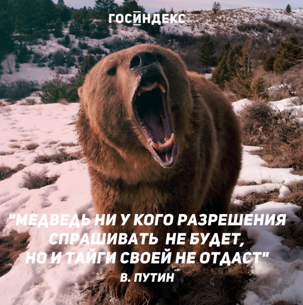 Афоризмы про медведей
