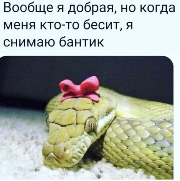 Рыжий кот обернулся