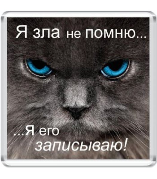 Обиженный котенок