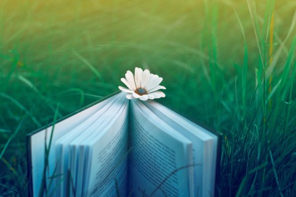 Книги обои