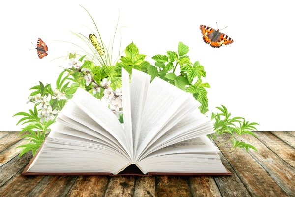 Раскрытая книга на Светлом фоне