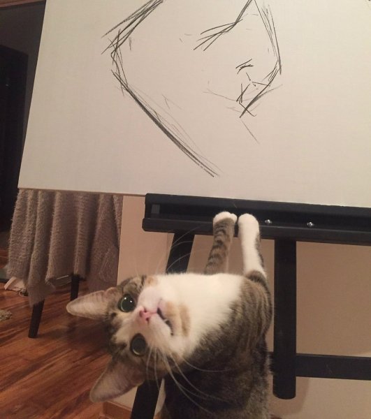 Кот художник Мем