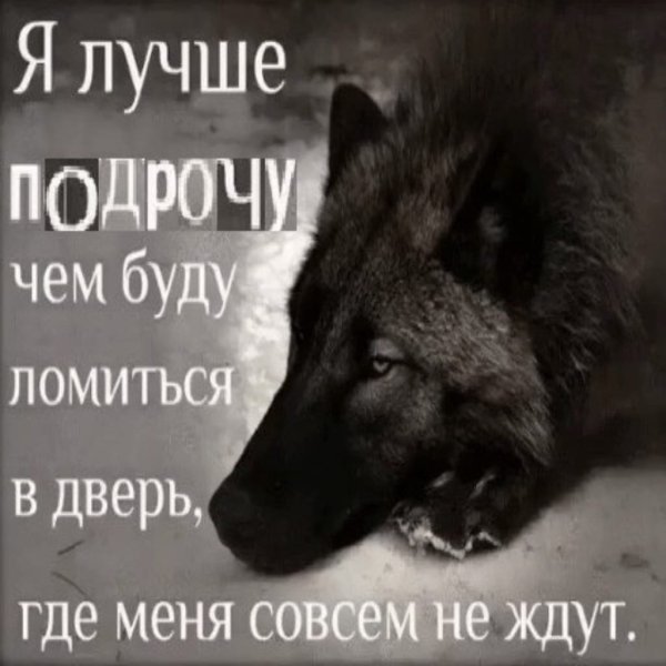 Лучше быть одиноким волком