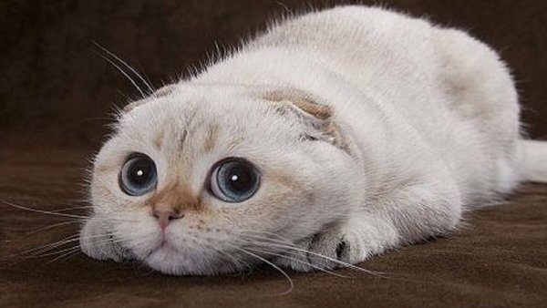 Кот с прижатыми ушами