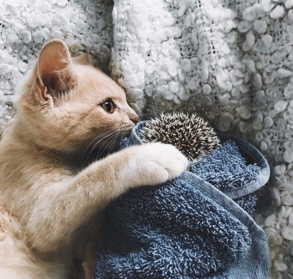 Ежик и котенок