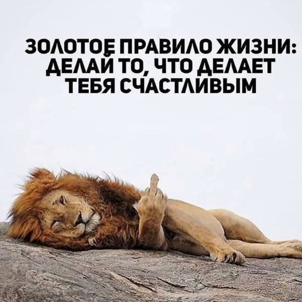 Лев лежит вид сверху